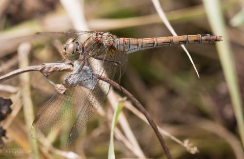Réf. 238 041 : Sympetrum striolatum